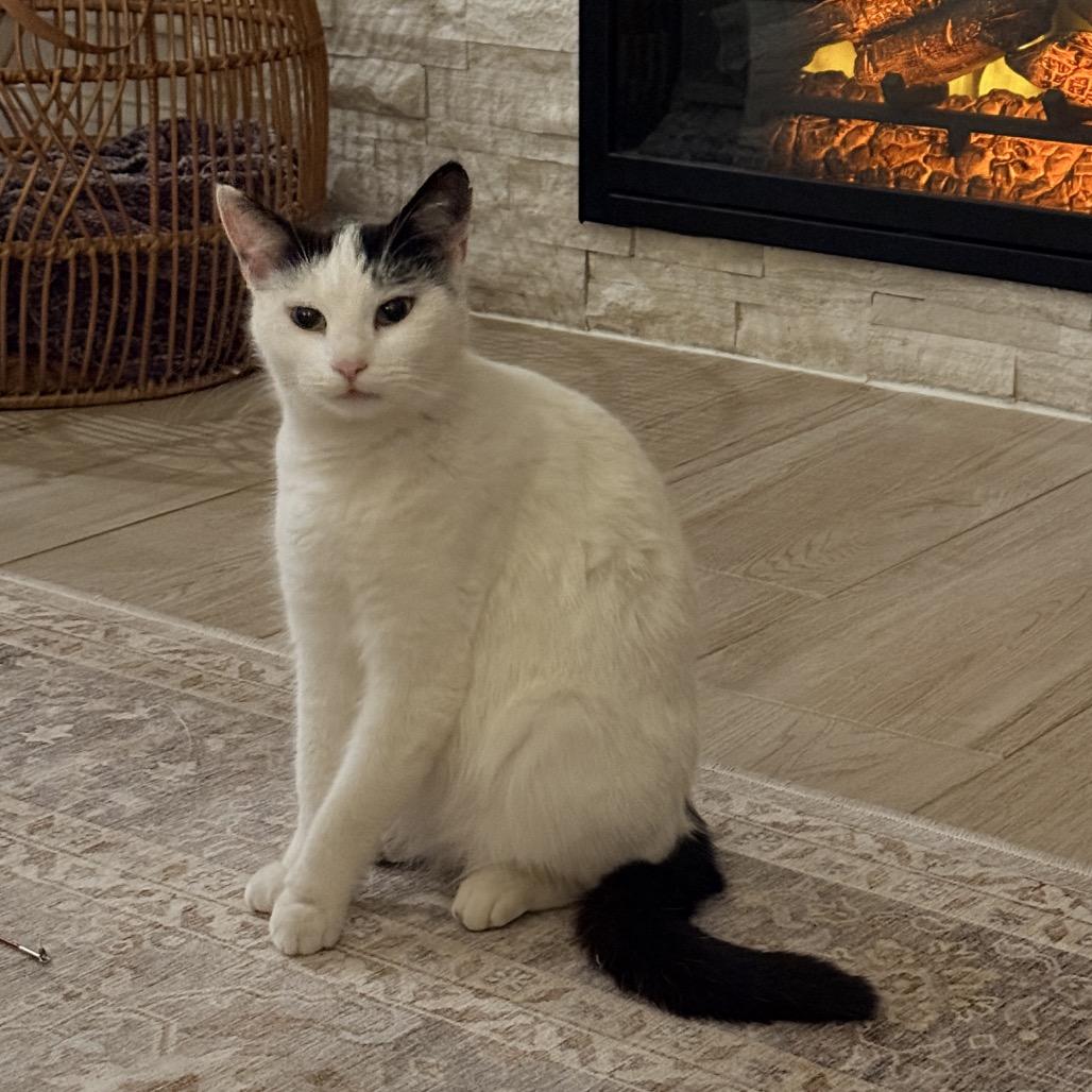 Elsa, a Adoptable Domestic Short Hair in Flower Mound, TX image 5/5
