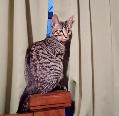 POLLY, Adoptable, Young Female Domestic Short Hair.