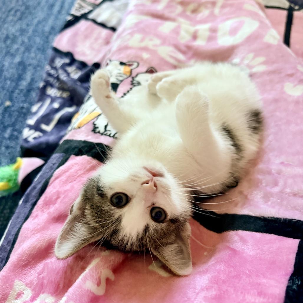 Vanilla's Strawberry, a Adoptable Domestic Short Hair in Potomac, MD image 1/2