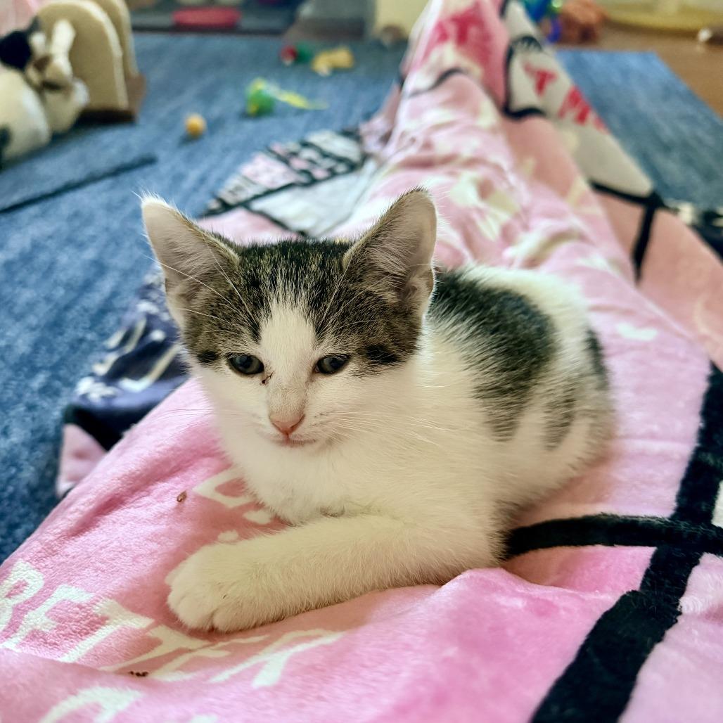 Vanilla's Strawberry, a Adoptable Domestic Short Hair in Potomac, MD image 2/2