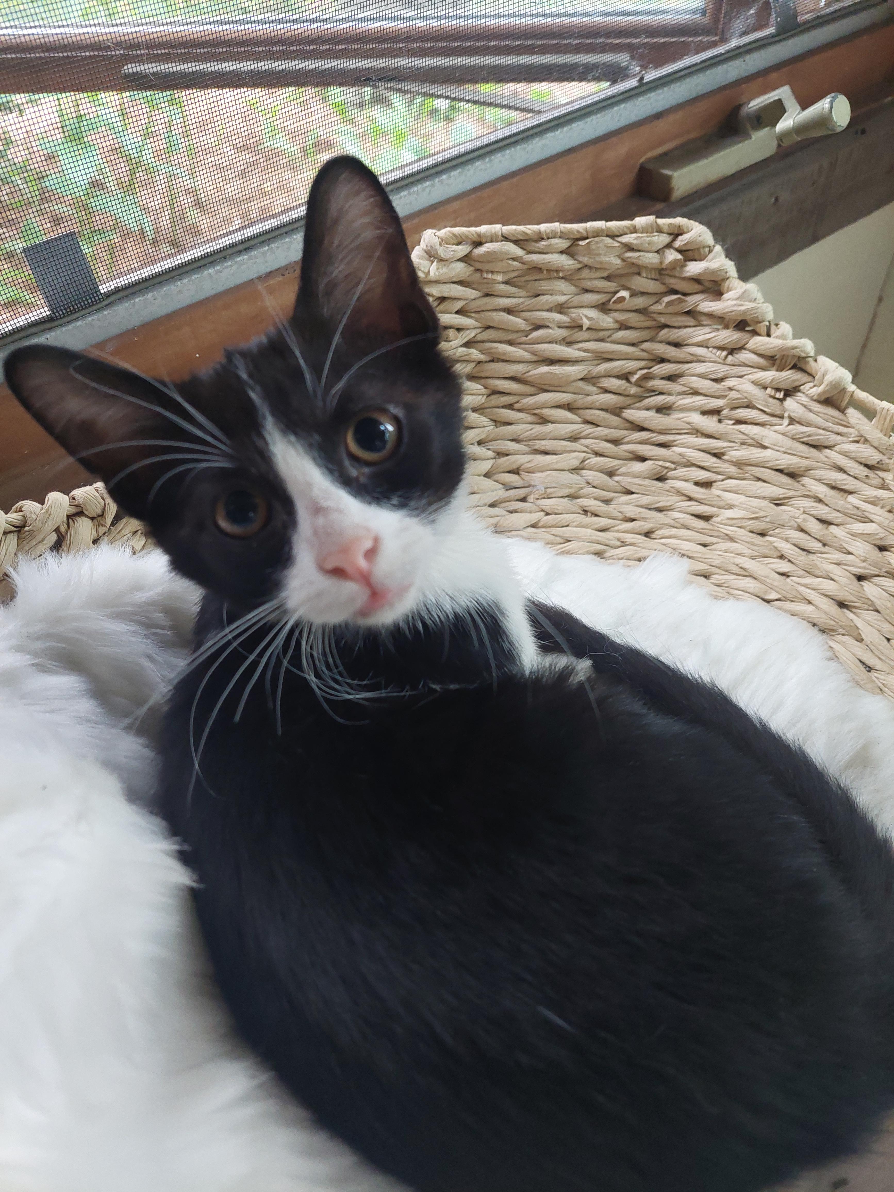 Huey, ADOPTABLE, Kitten Male Domestic Short Hair.