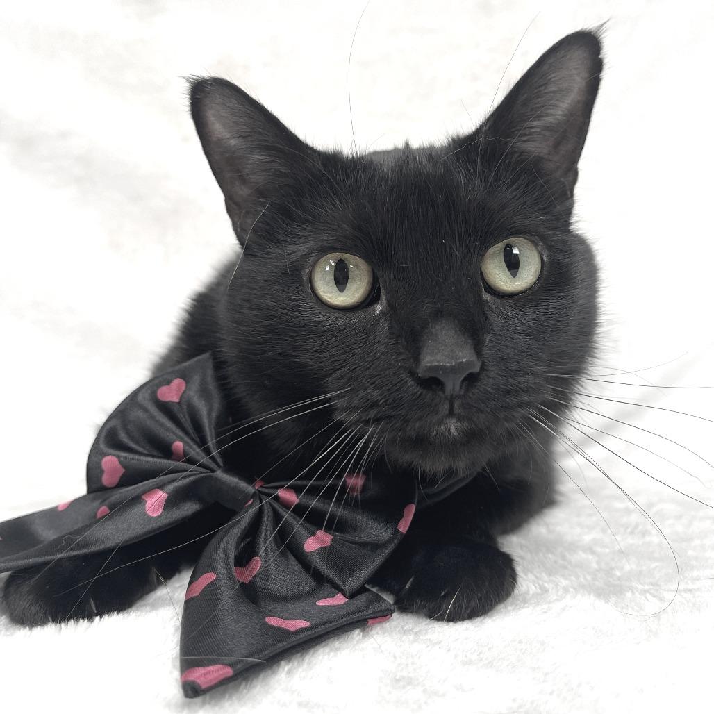 Spooky, Adoptable, Adult Female Domestic Short Hair.