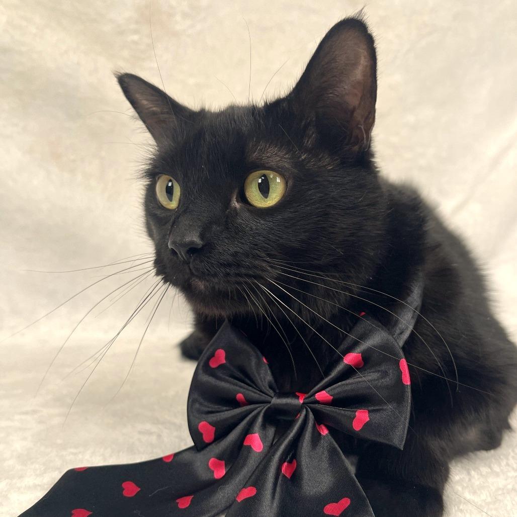 Enlarge Spooky, a Adoptable Domestic Short Hair in Johnson City, TN image 2/2