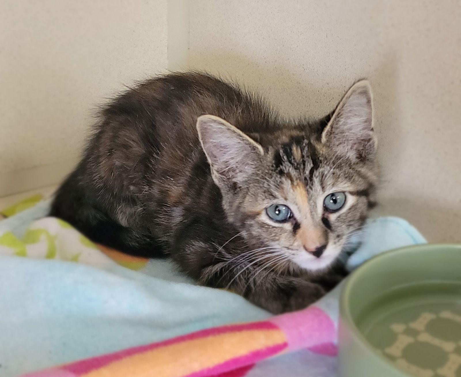 Enlarge Queso, a Adoptable Domestic Short Hair in Hollywood, MD image 1/1