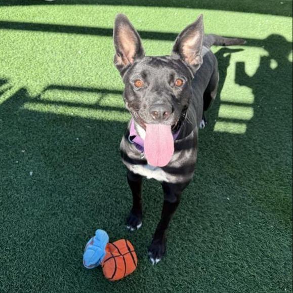 Maggie, Adoptable, Adult Female German Shepherd Dog & Mixed Breed.