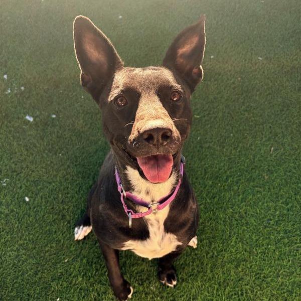 Enlarge Maggie, a Adoptable mixed breed in Tempe, AZ image 4/6