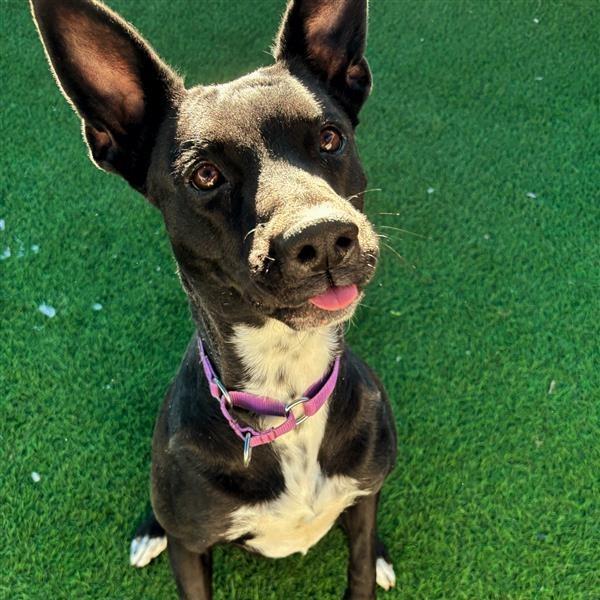 Enlarge Maggie, a Adoptable mixed breed in Tempe, AZ image 6/6