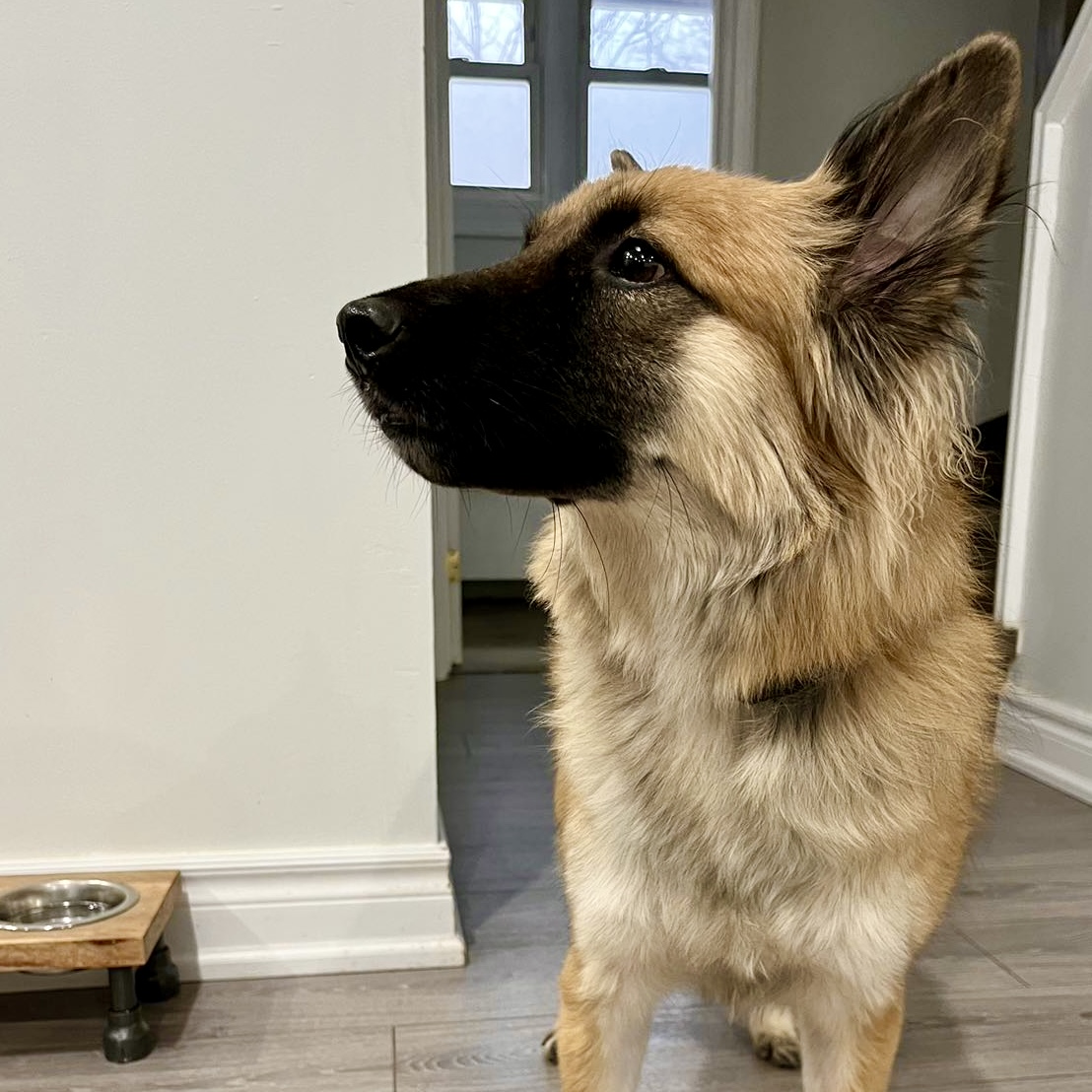 Lisa, a Adoptable mixed breed in Toronto, ON image 2/6