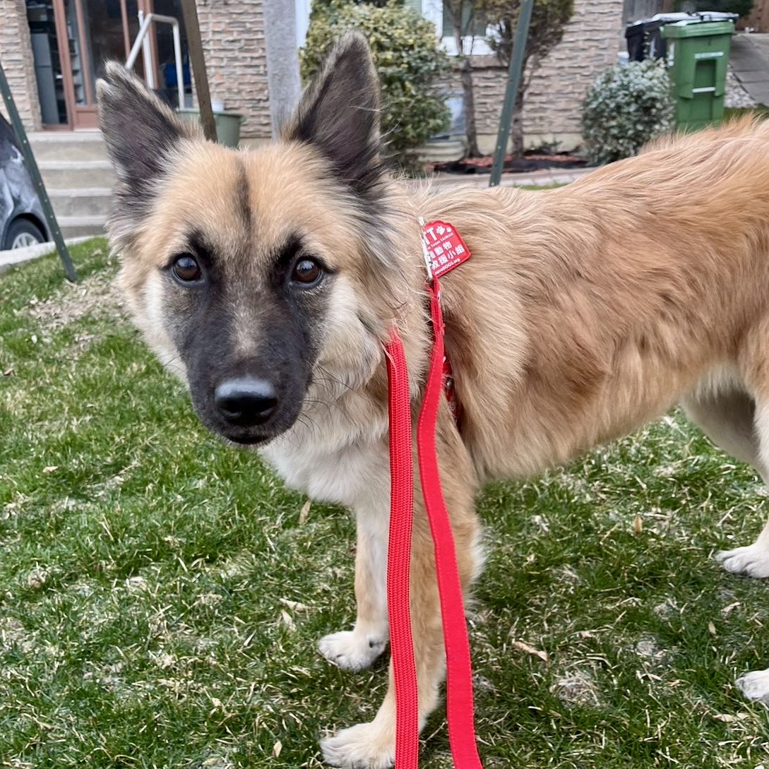 Lisa, a Adoptable mixed breed in Toronto, ON image 3/6