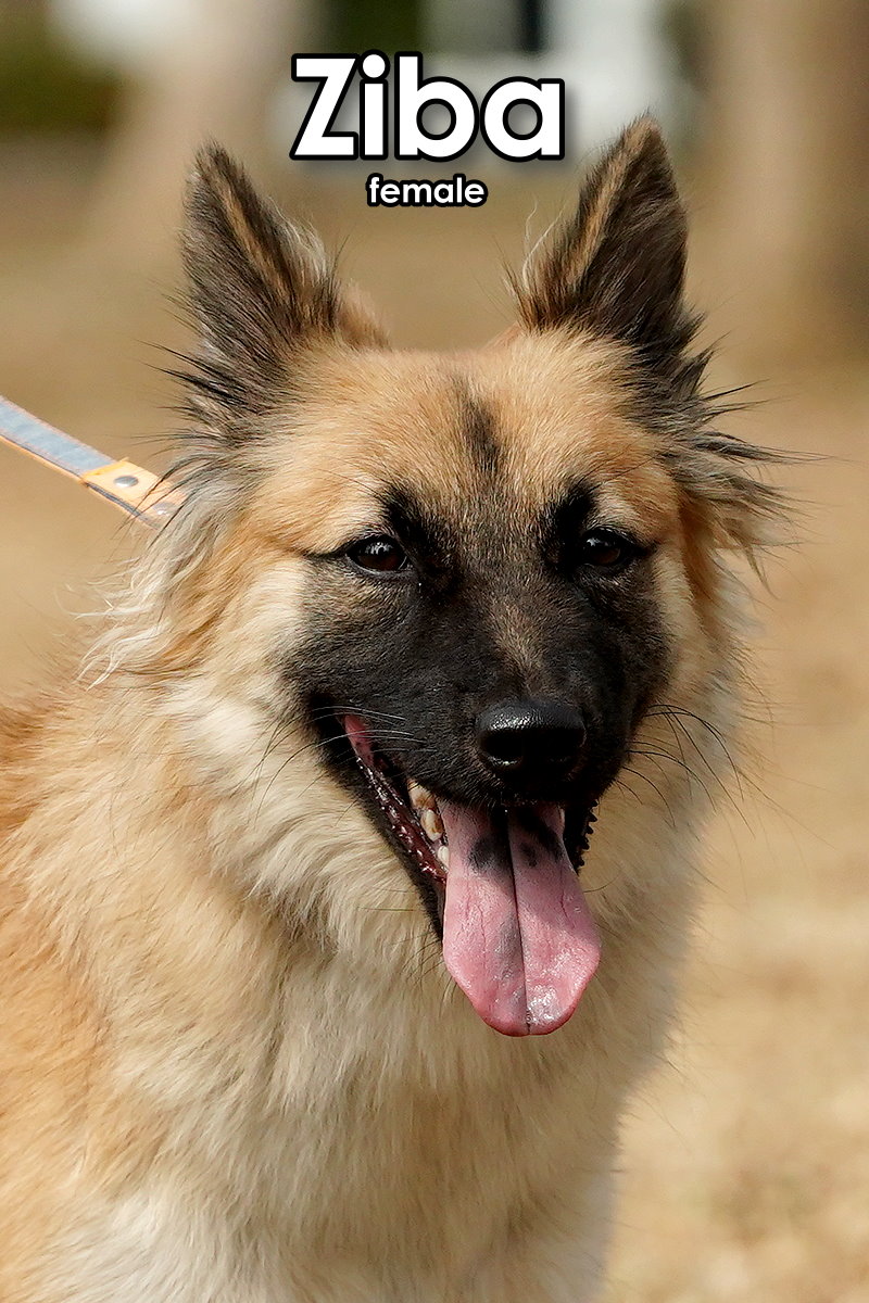 Lisa, a Adoptable mixed breed in Toronto, ON image 4/6