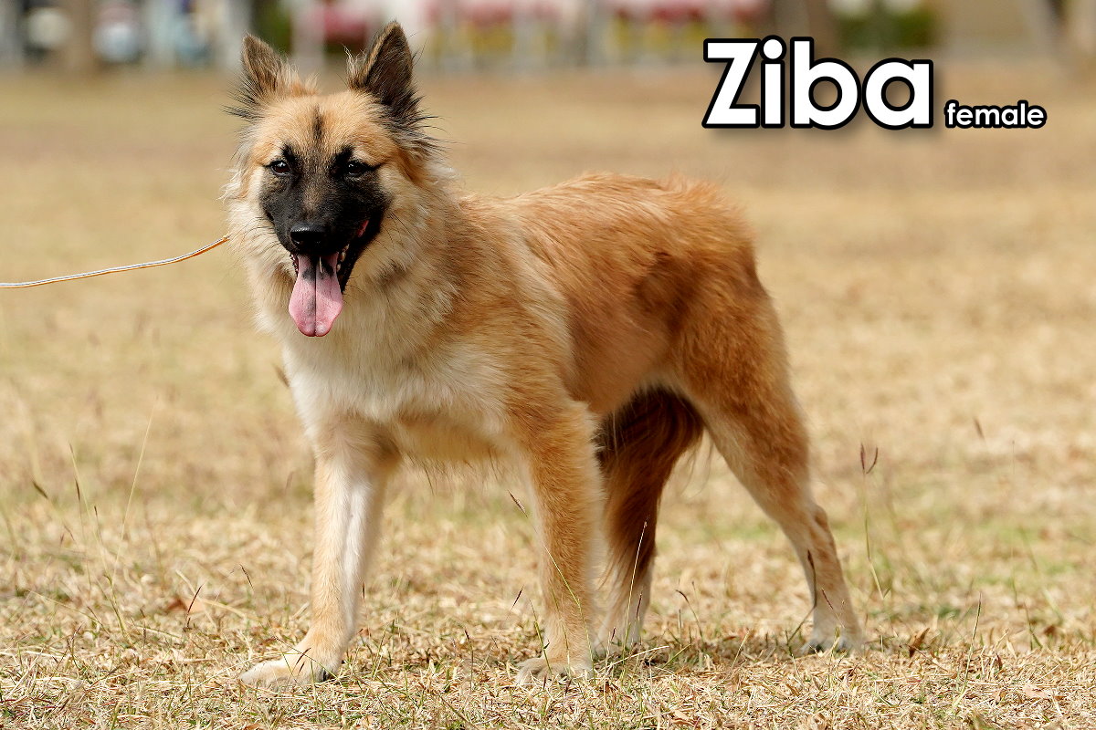 Lisa, a Adoptable mixed breed in Toronto, ON image 5/6