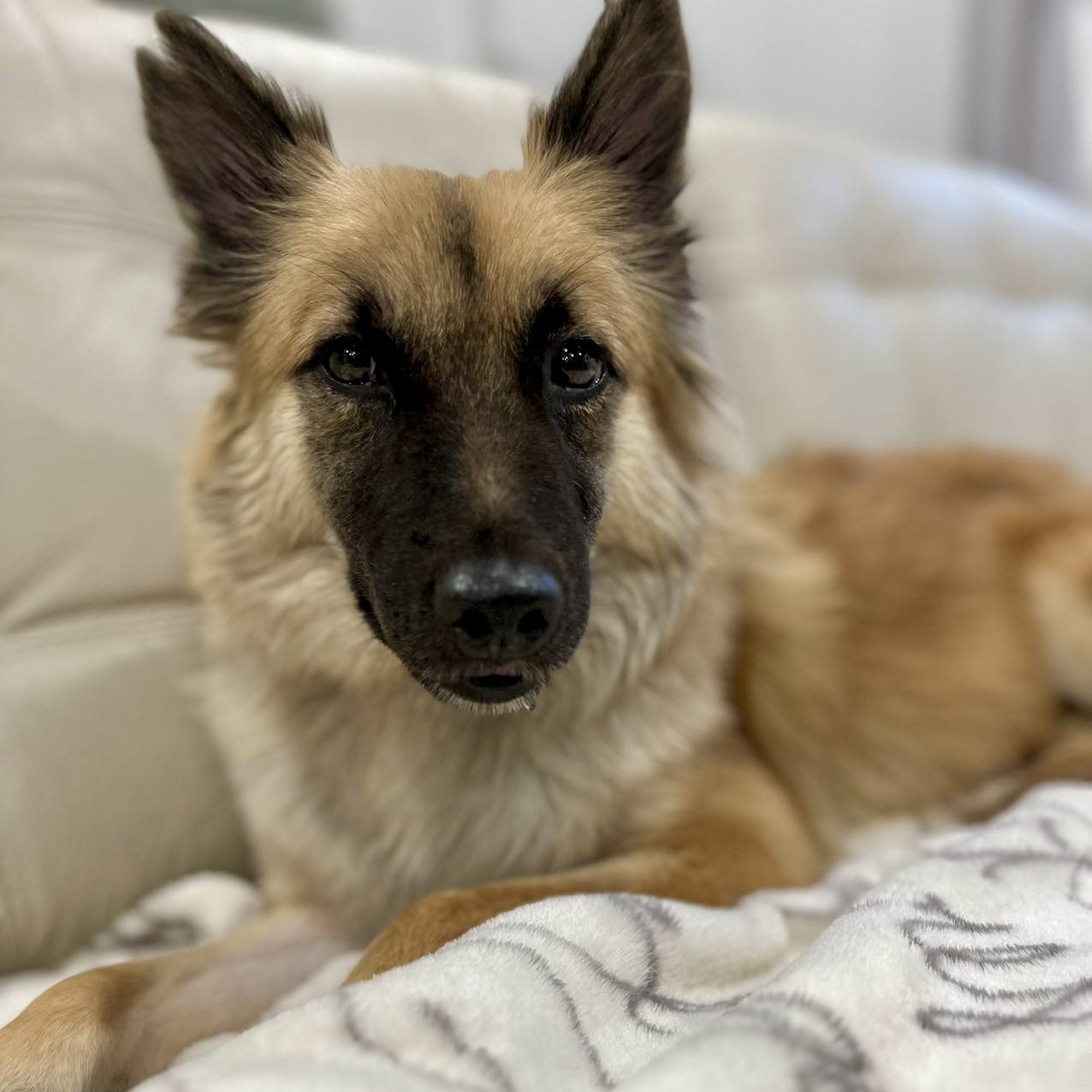 Lisa, Adoptable, Adult Female Mountain Dog.