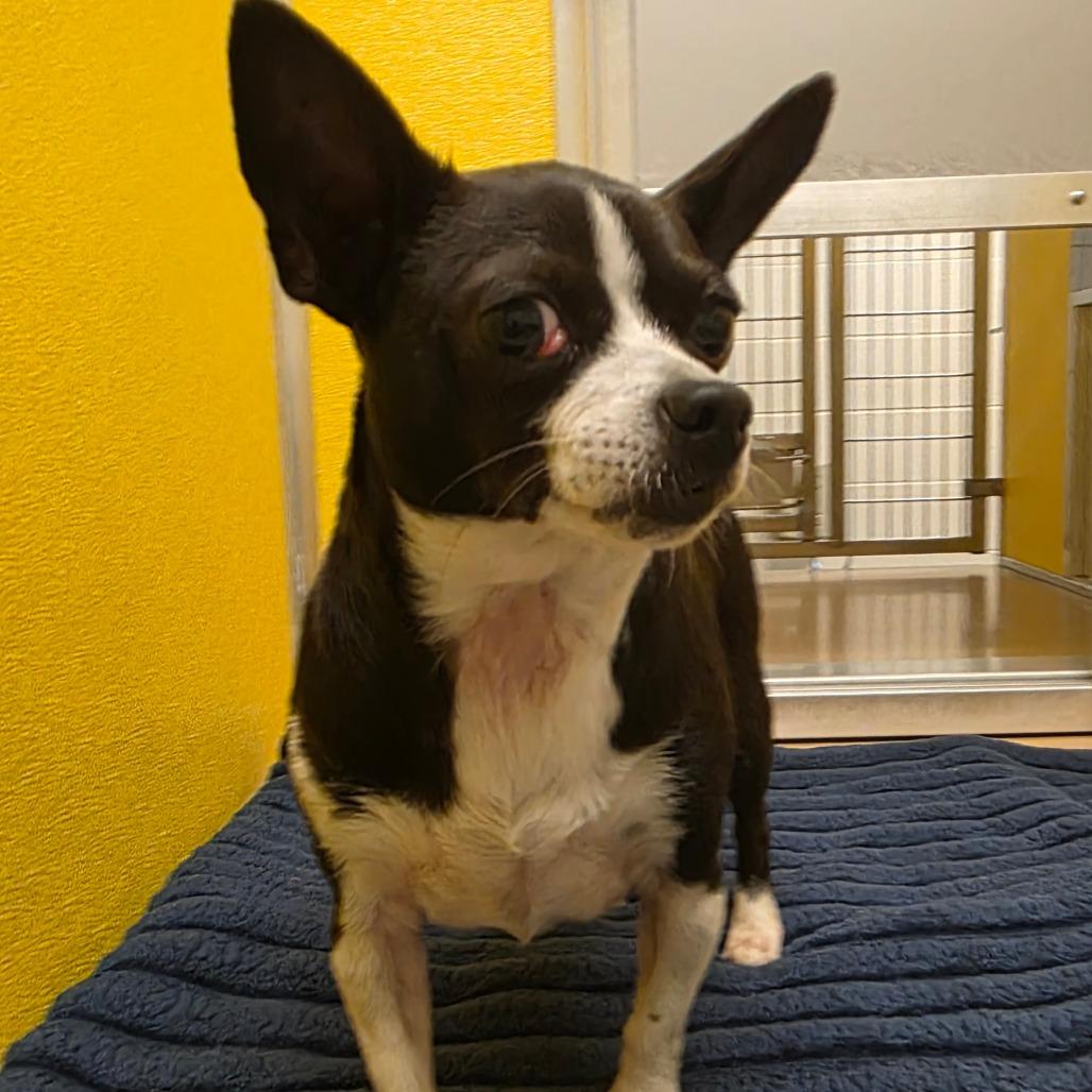 Roxy, a Adoptable mixed breed in Bend, OR image 2/2