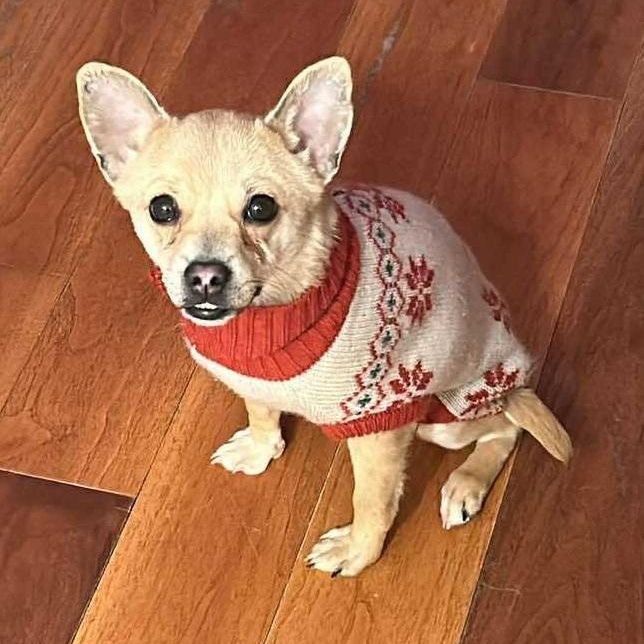 Enlarge Monty-1.5 yr male neutered Chihuahua, a Adoptable Chihuahua in ST JACOBS, ON image 5/5