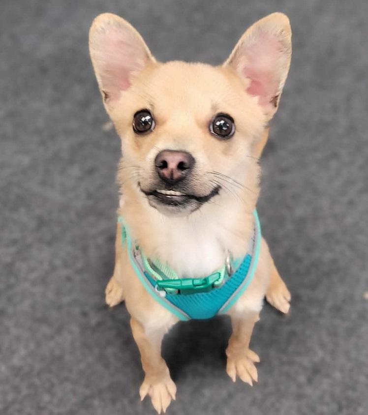 Monty-1.5 yr male neutered Chihuahua, Adoptable, Adult Male Chihuahua.
