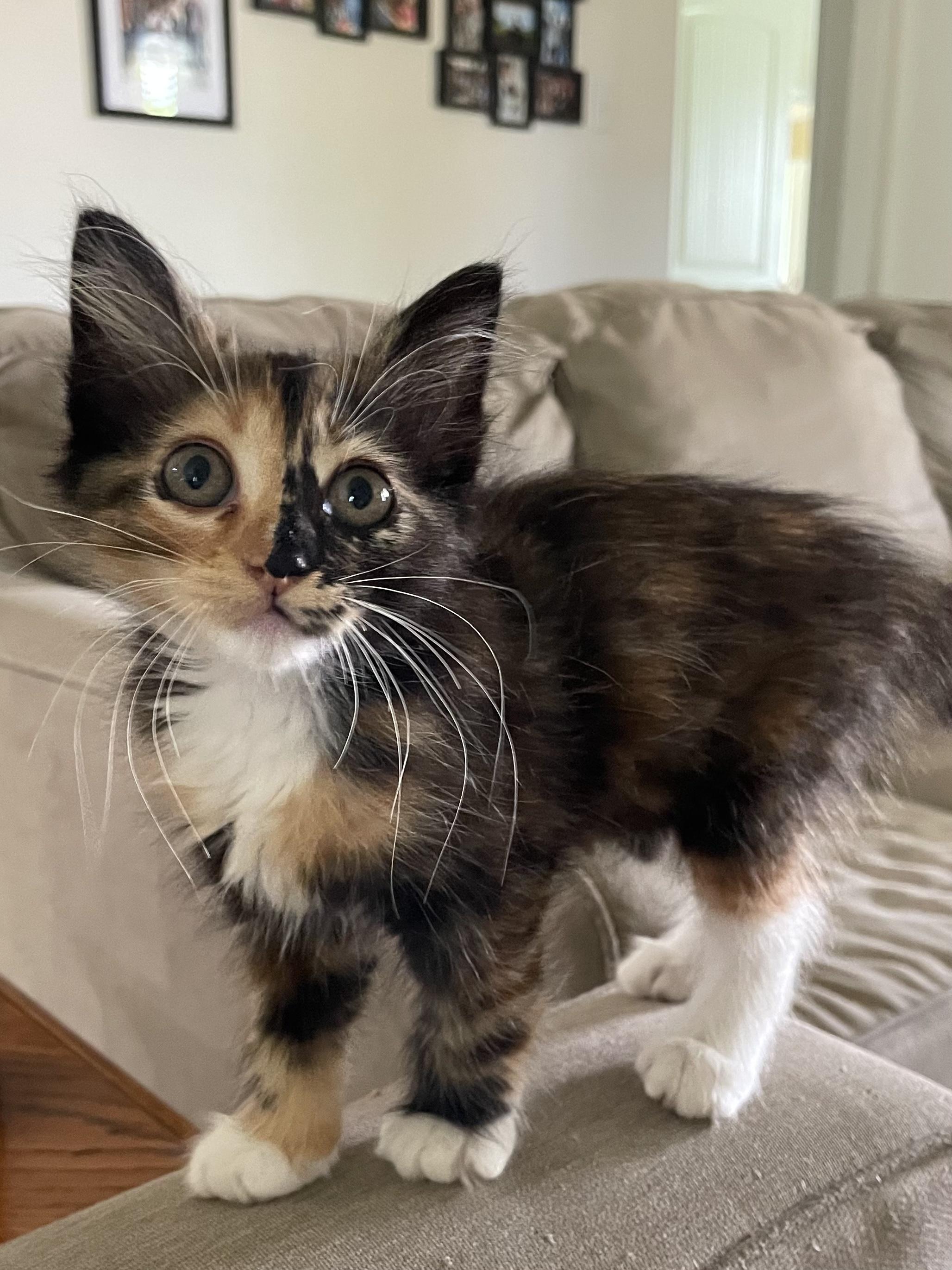 Trixie, ADOPTABLE, Kitten Female Domestic Medium Hair.