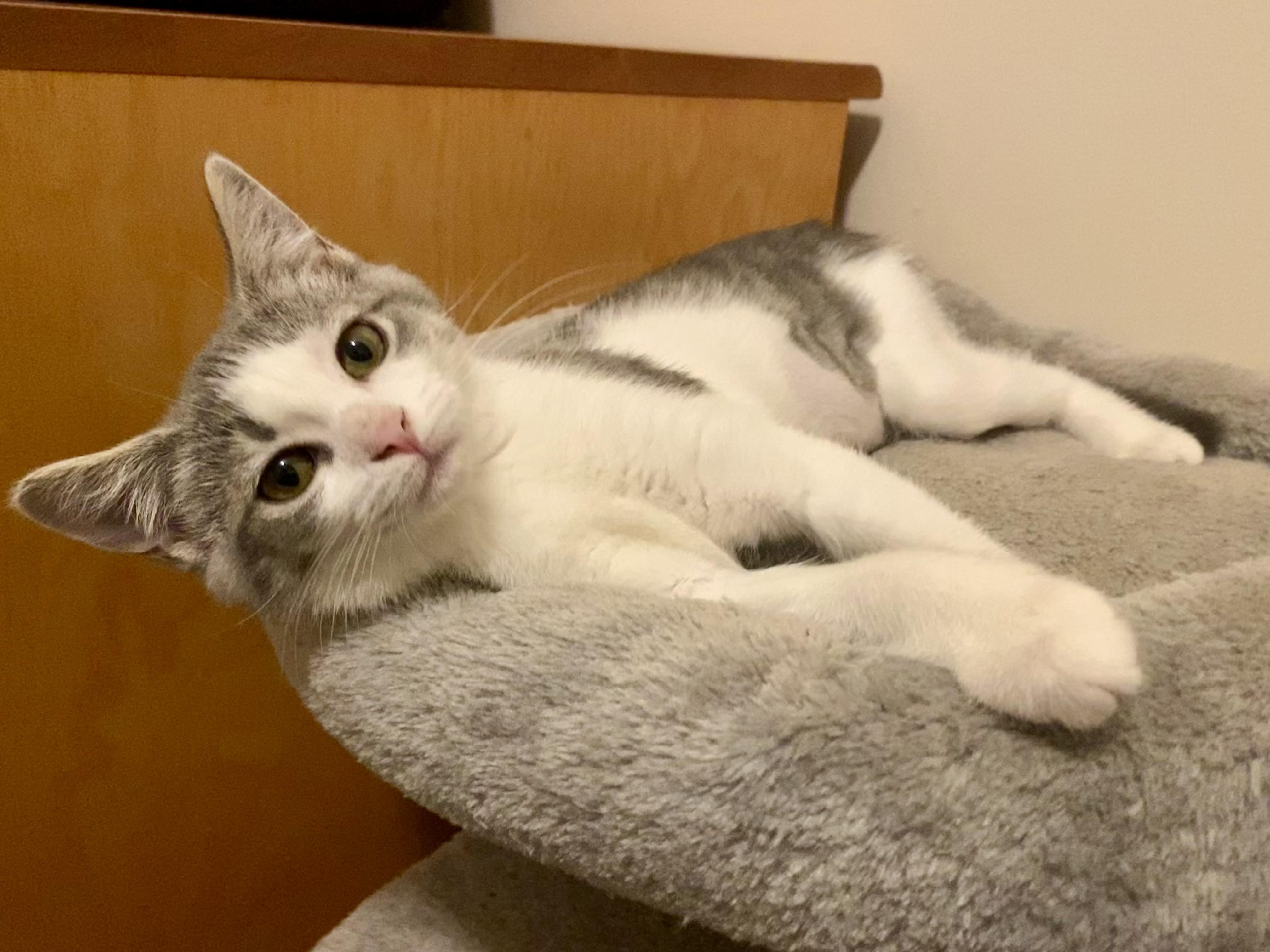 Enlarge Berta, a Adoptable Domestic Short Hair in Beltsville, MD image 4/6