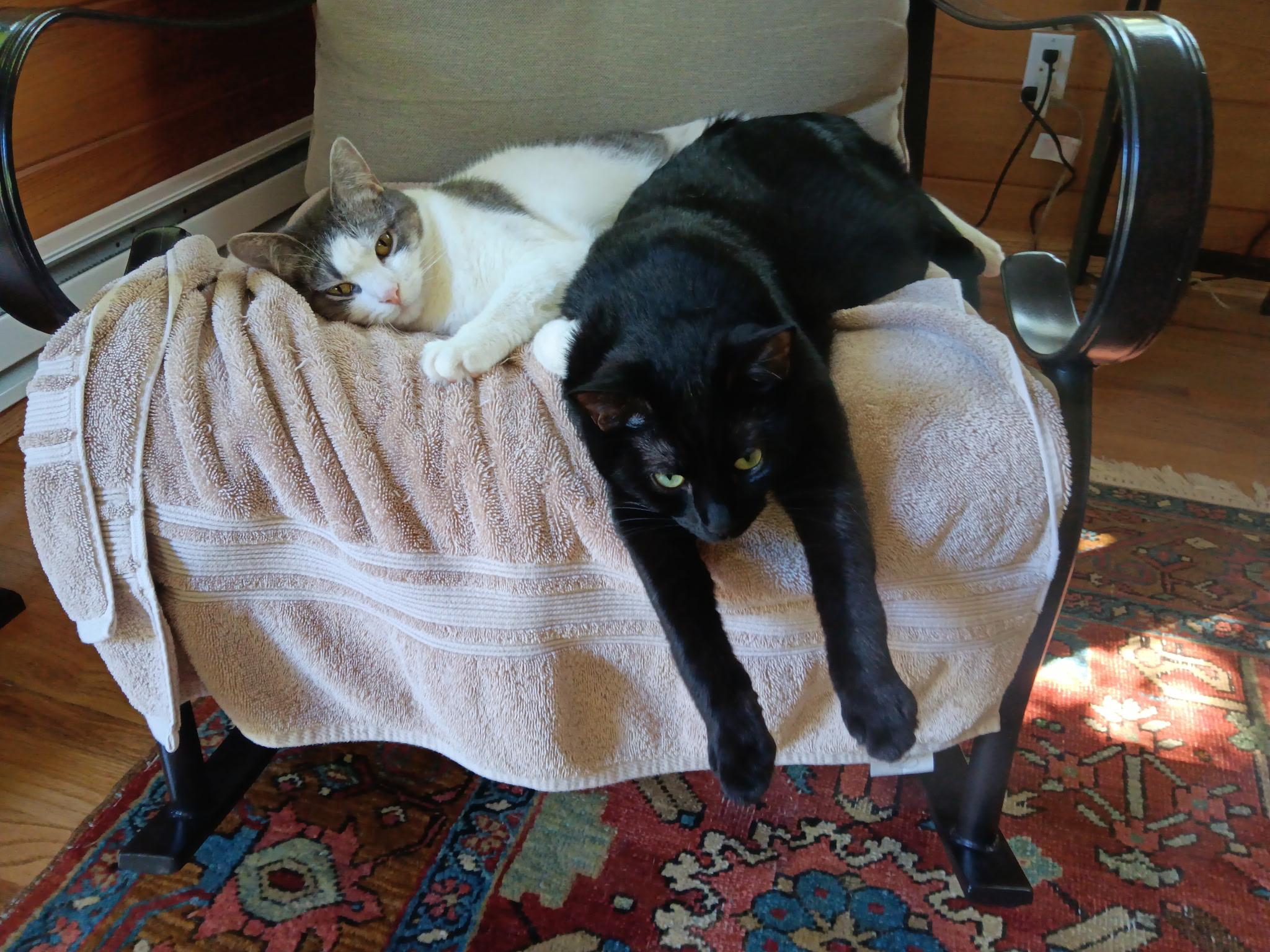 Berta, Adoptable, Young Female Domestic Short Hair.