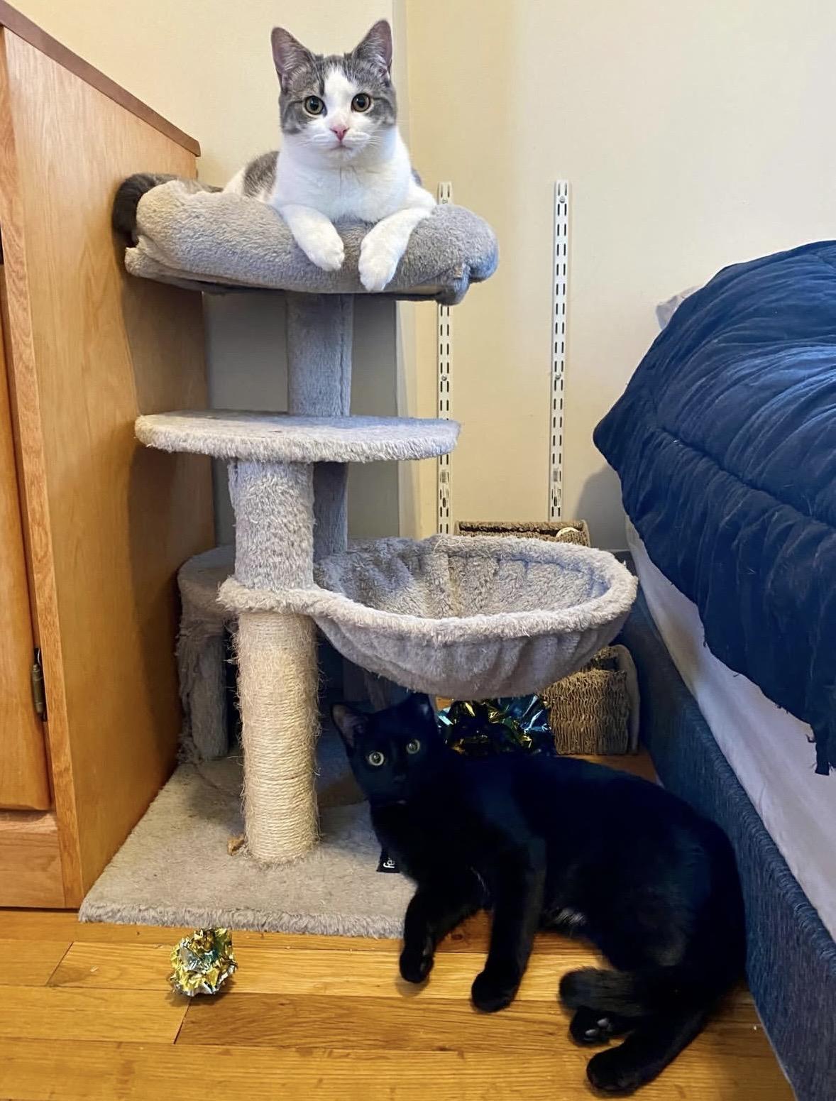 Enlarge Berta, a Adoptable Domestic Short Hair in Beltsville, MD image 2/6