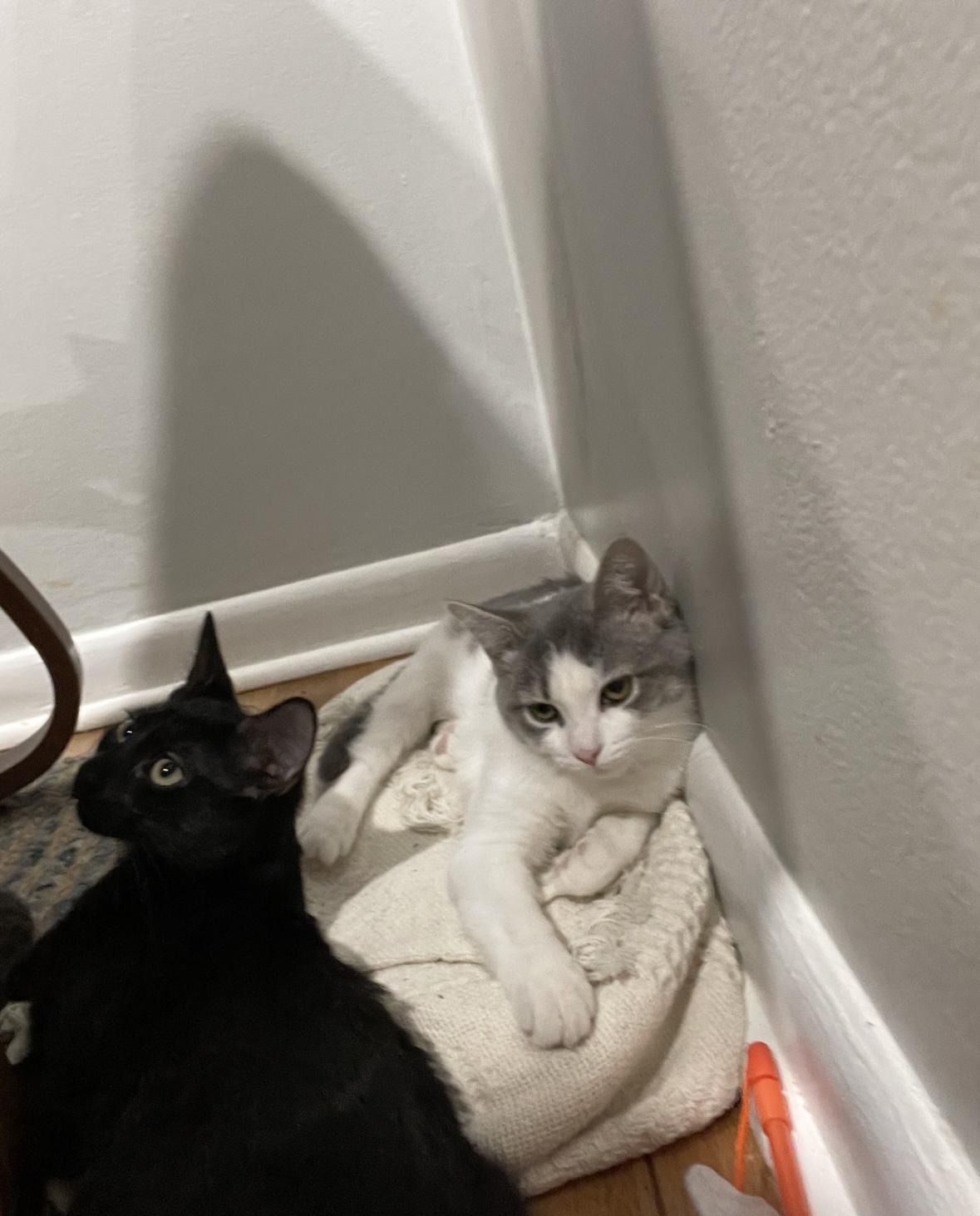 Enlarge Berta, a Adoptable Domestic Short Hair in Beltsville, MD image 6/6