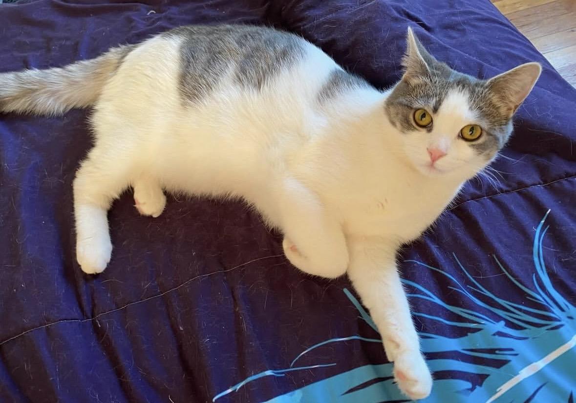 Enlarge Berta, a Adoptable Domestic Short Hair in Beltsville, MD image 1/6