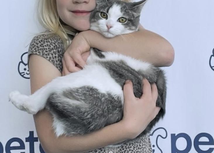 Berta, Adoptable, Kitten Female Domestic Short Hair.