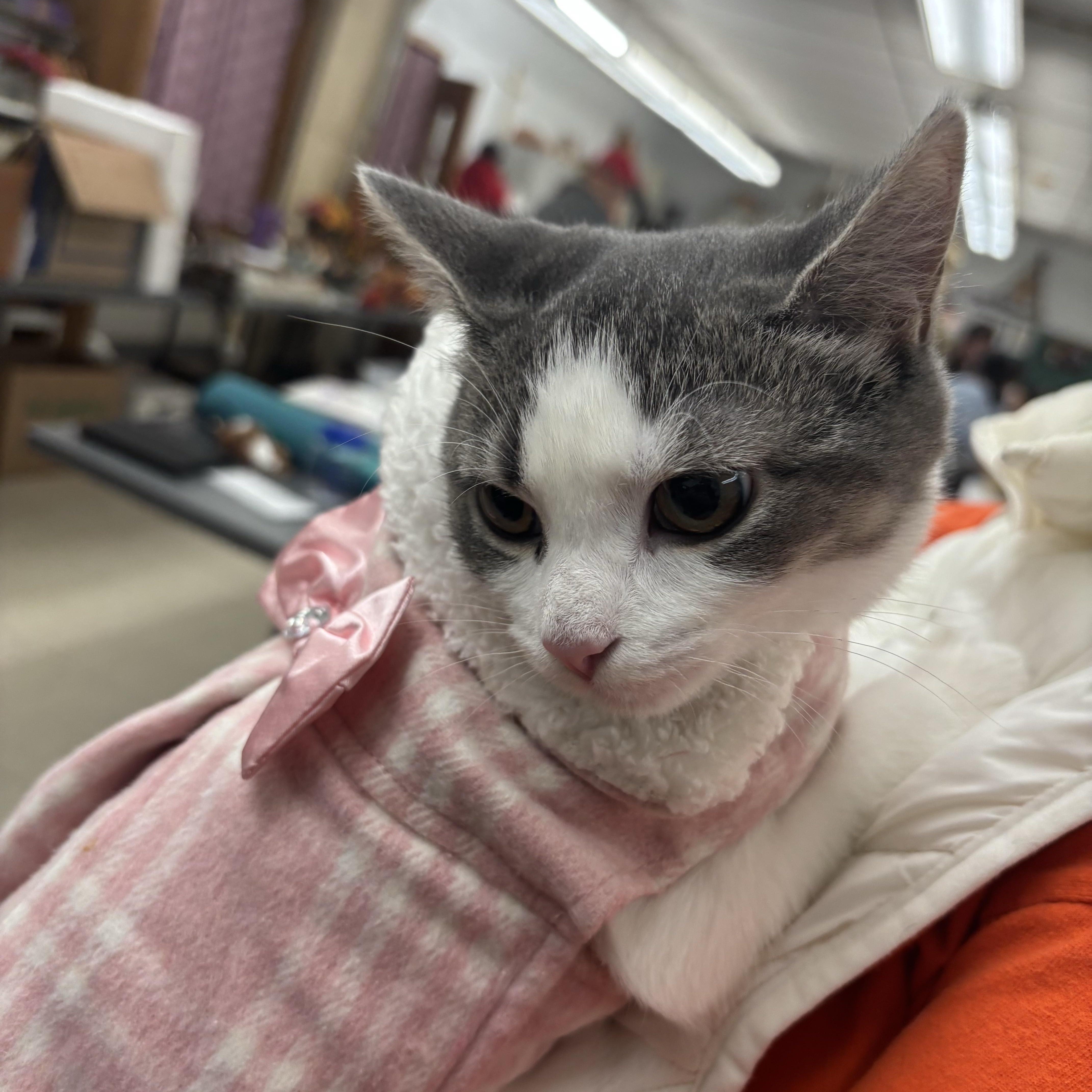Berta, a Adoptable Domestic Short Hair in Beltsville, MD image 6/6