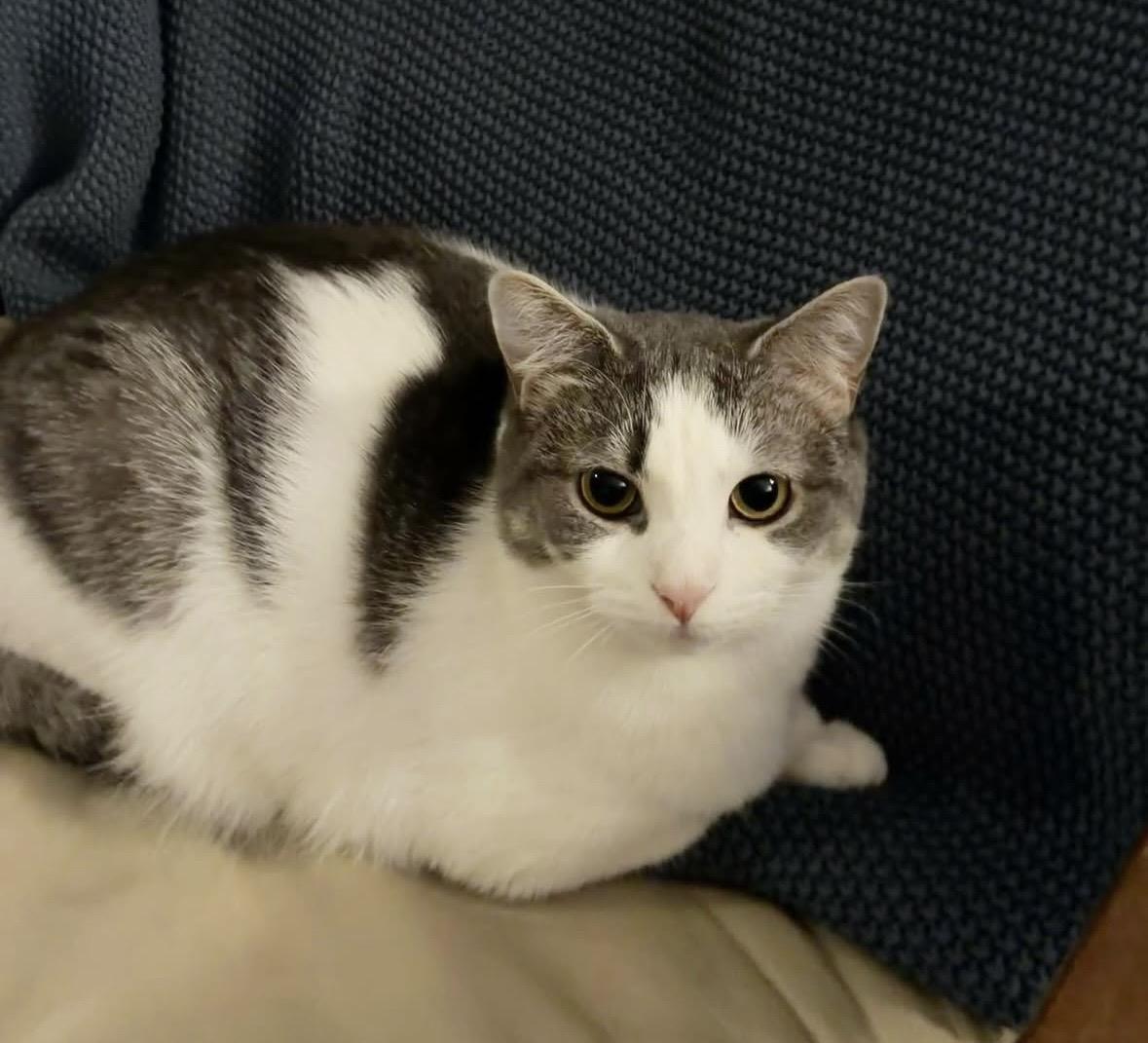 Berta, a Adoptable Domestic Short Hair in Beltsville, MD image 1/6