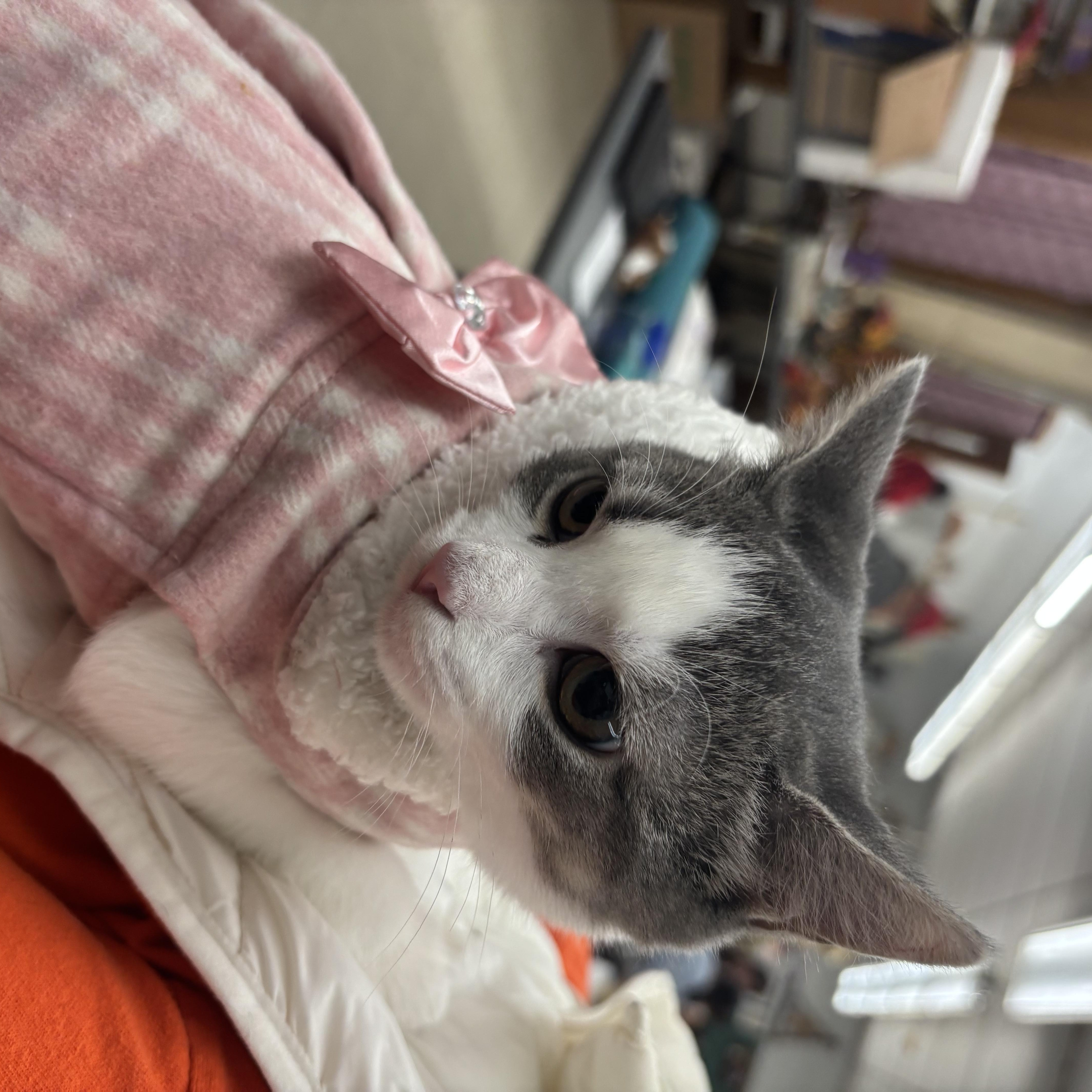 Enlarge Berta, a Adoptable Domestic Short Hair in Beltsville, MD image 2/6