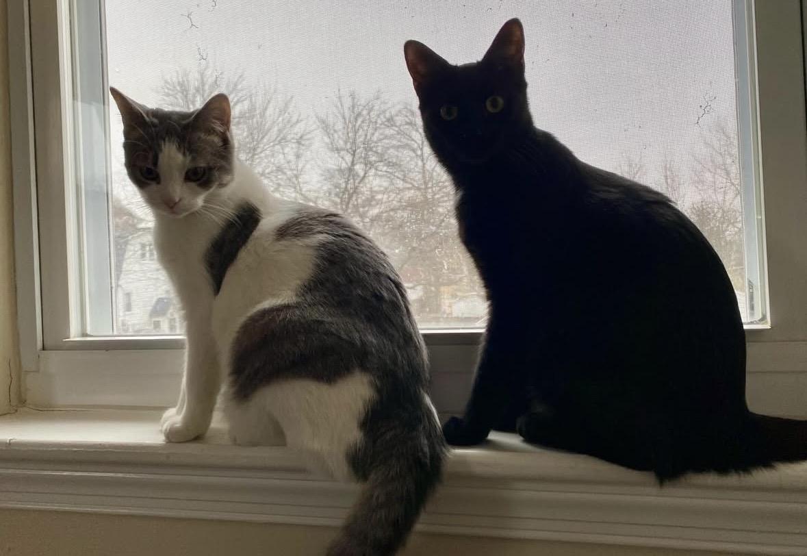 Enlarge Berta, a Adoptable Domestic Short Hair in Beltsville, MD image 3/6