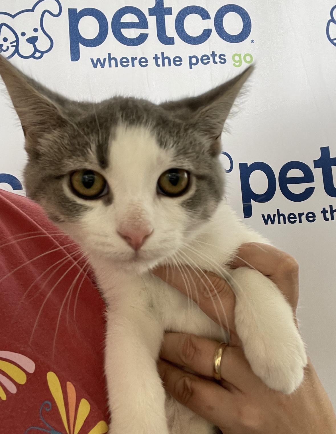 Enlarge Berta, a Adoptable Domestic Short Hair in Beltsville, MD image 5/6