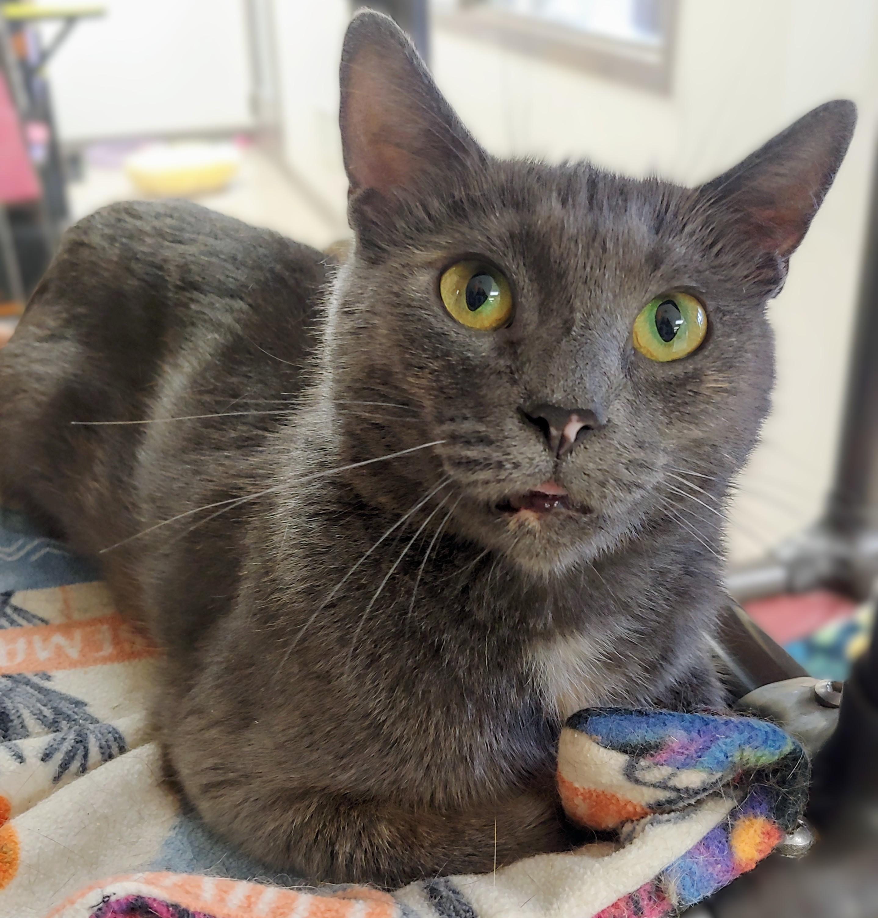Lavender, Adult Female Domestic Short Hair