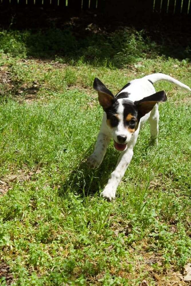 Enlarge Purdy, a Adoptable mixed breed in Woodbridge, VA image 2/3