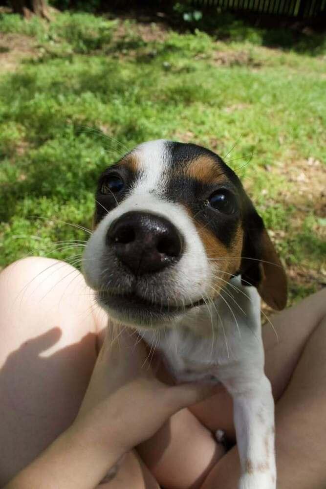Enlarge Purdy, a Adoptable mixed breed in Woodbridge, VA image 3/3
