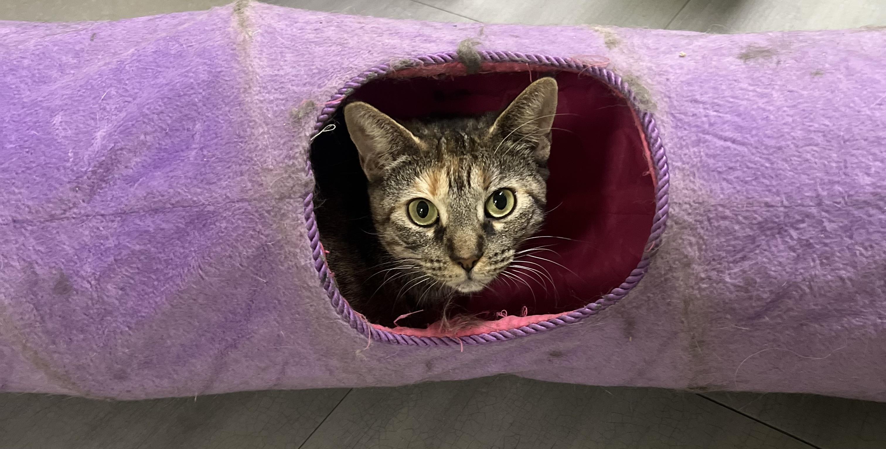 Enlarge Harvest, a ADOPTABLE Domestic Short Hair in Media, PA image 5/5