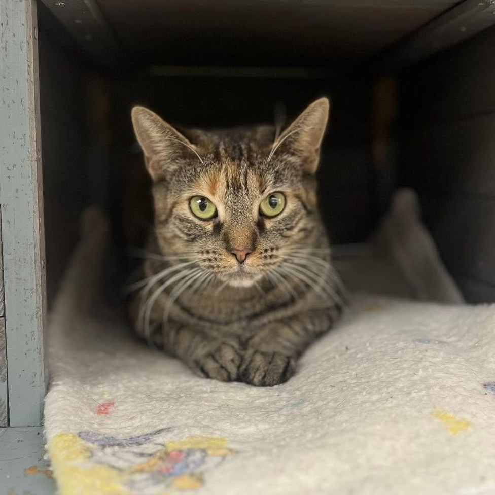 Enlarge Harvest, a ADOPTABLE Domestic Short Hair in Media, PA image 3/5