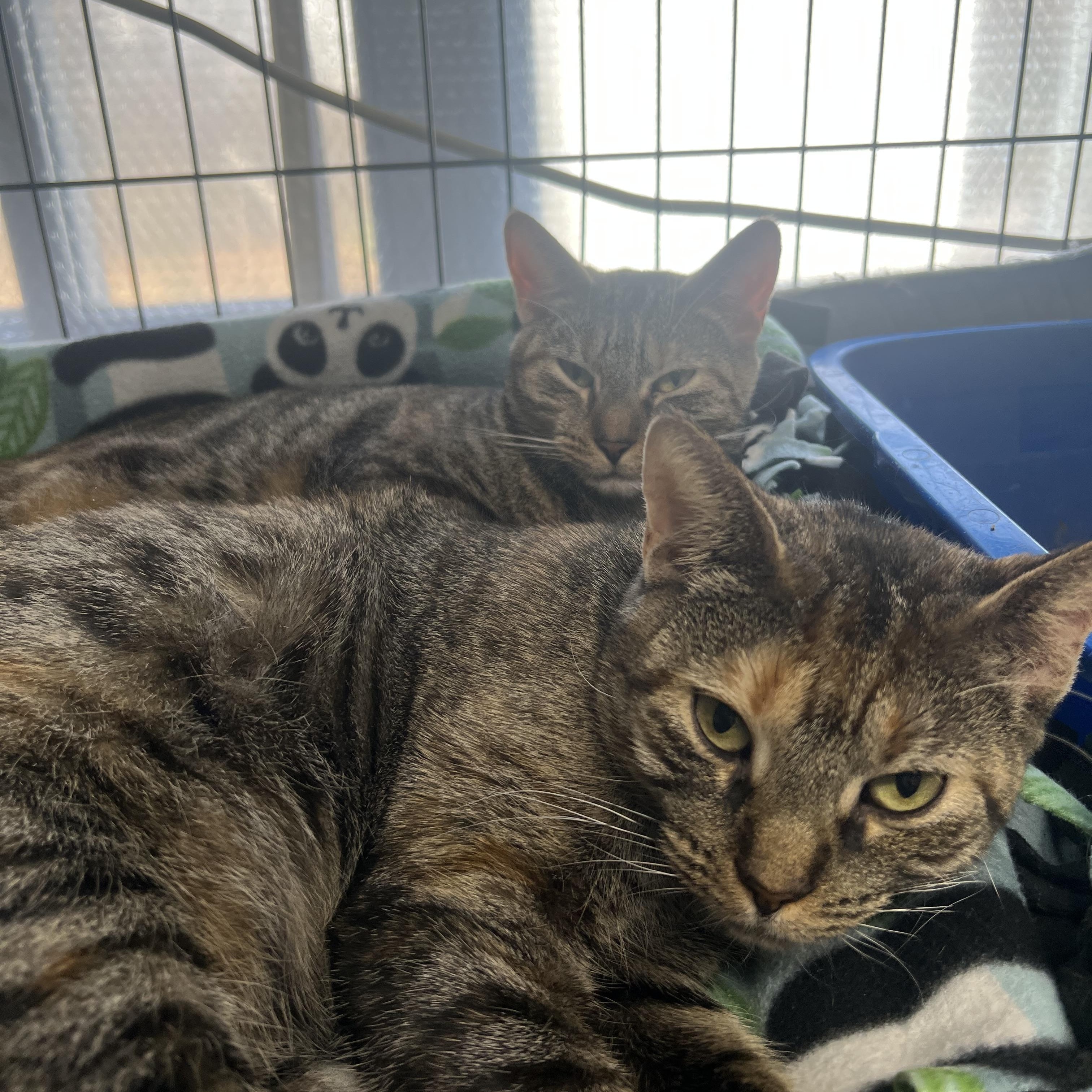 Enlarge Harvest, a ADOPTABLE Domestic Short Hair in Media, PA image 4/5