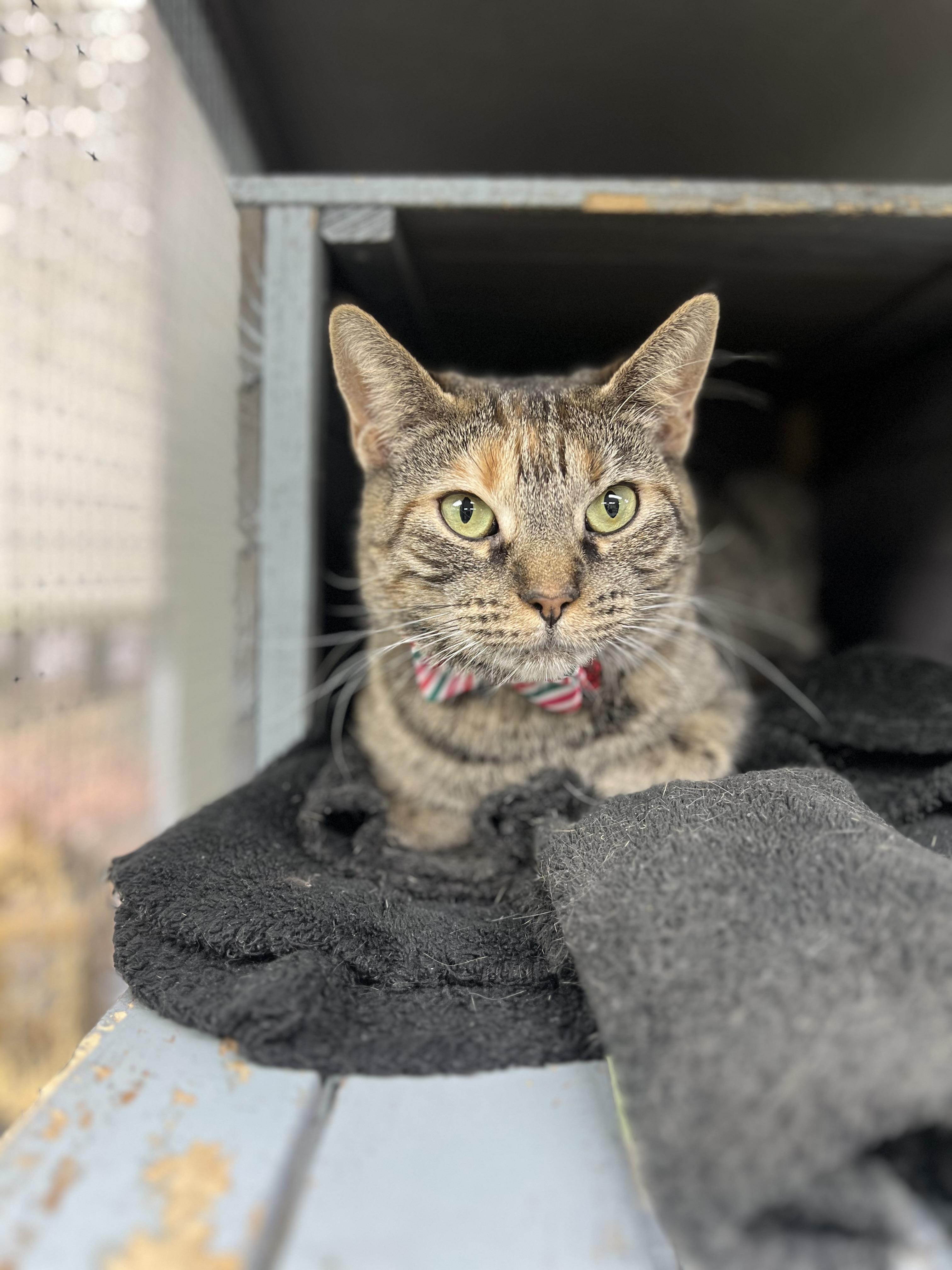 Harvest, ADOPTABLE, Adult Female Domestic Short Hair.