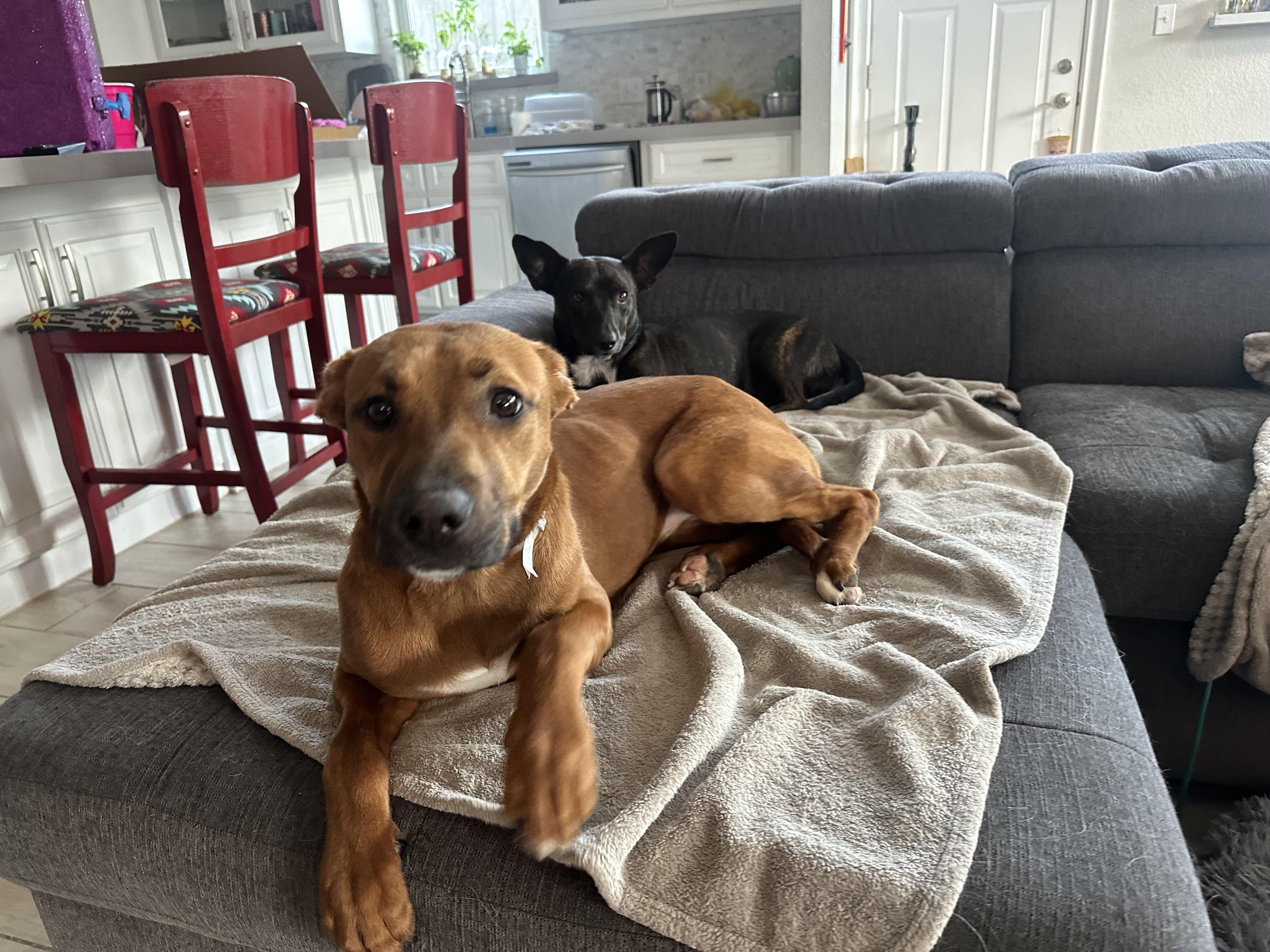 Enlarge Harley, a Adoptable mixed breed in Waco, TX image 2/6