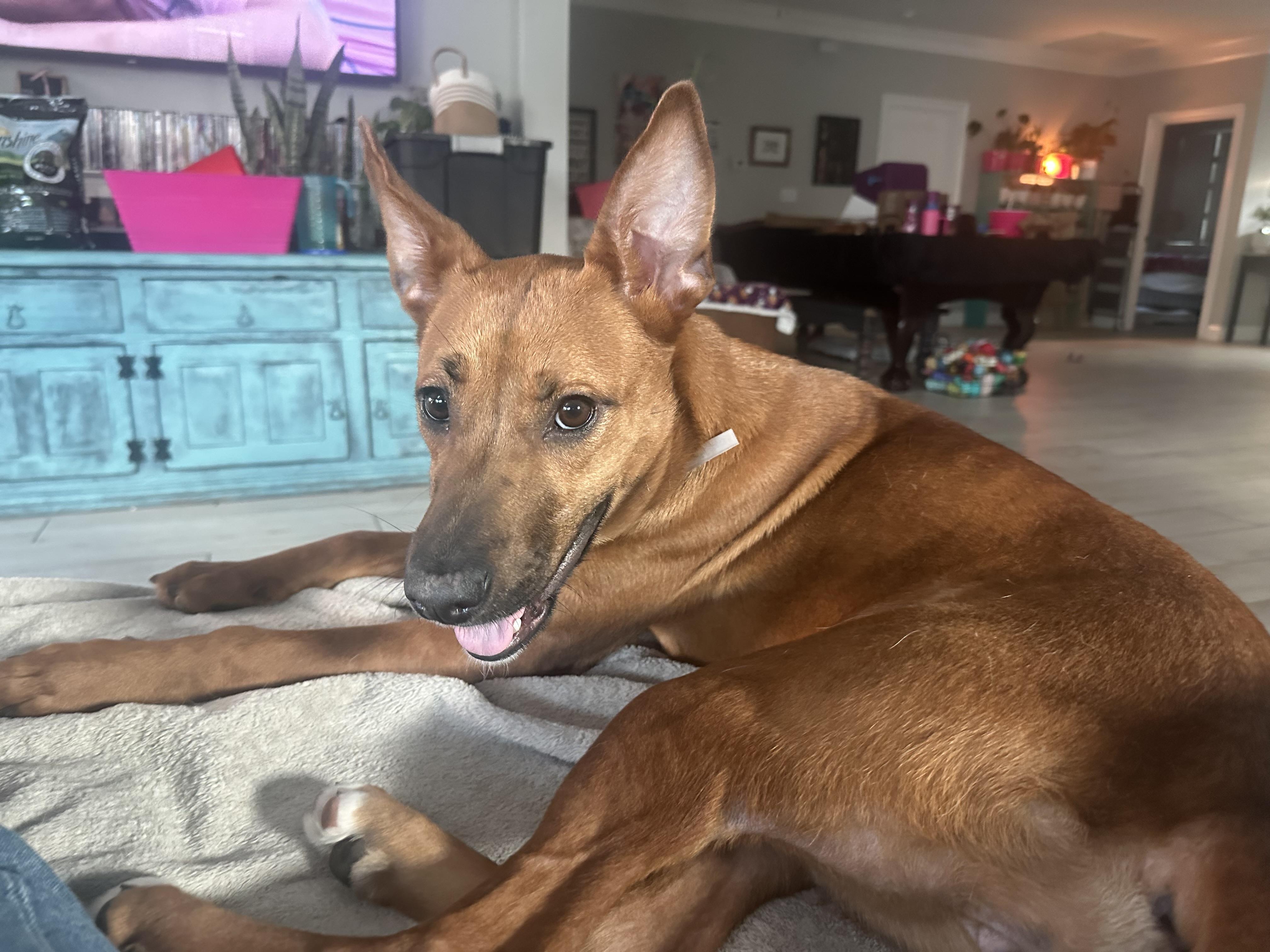 Enlarge Harley, a Adoptable mixed breed in Waco, TX image 6/6