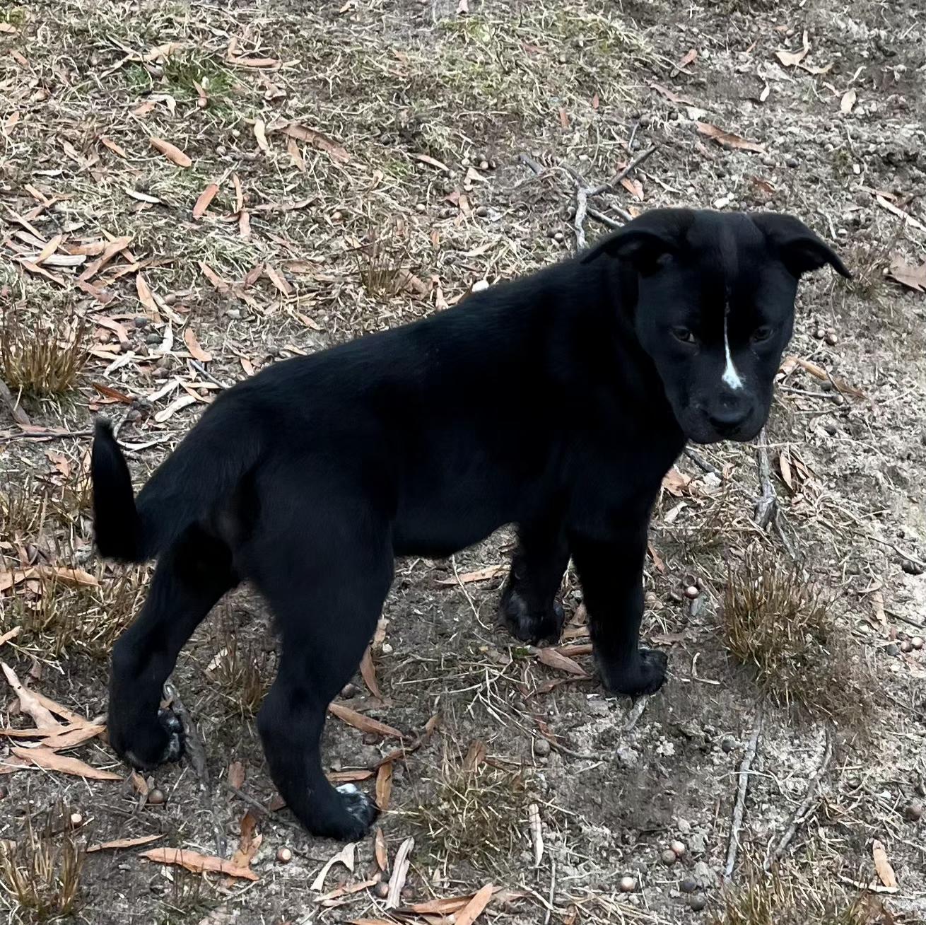 Enlarge Cocoa, a ADOPTABLE mixed breed in Ellicott City, MD image 4/4