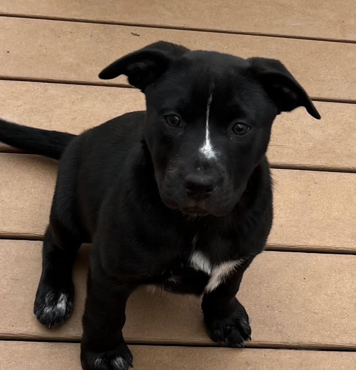 Enlarge Cocoa, a ADOPTABLE mixed breed in Ellicott City, MD image 2/4