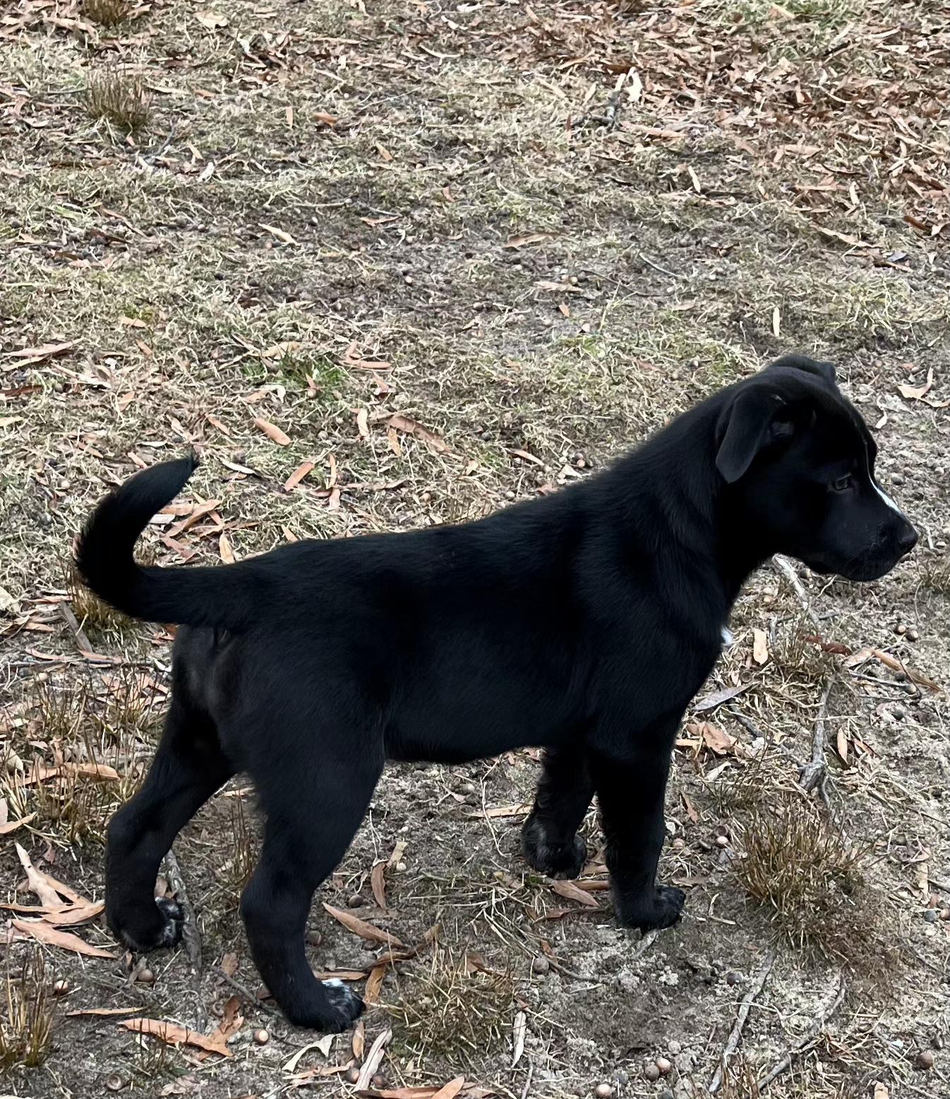 Enlarge Cocoa, a ADOPTABLE mixed breed in Ellicott City, MD image 3/4