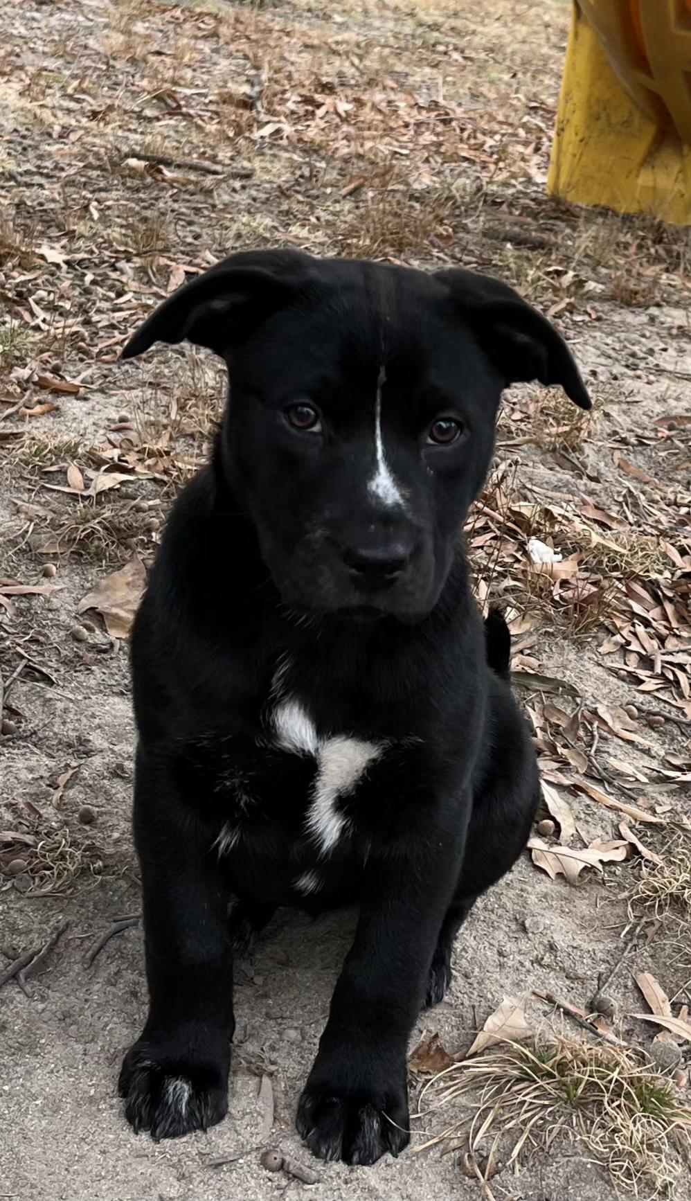 Enlarge Cocoa, a ADOPTABLE mixed breed in Ellicott City, MD image 1/4