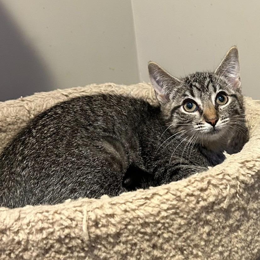 Bria26, Adoptable, Kitten Female Domestic Short Hair.