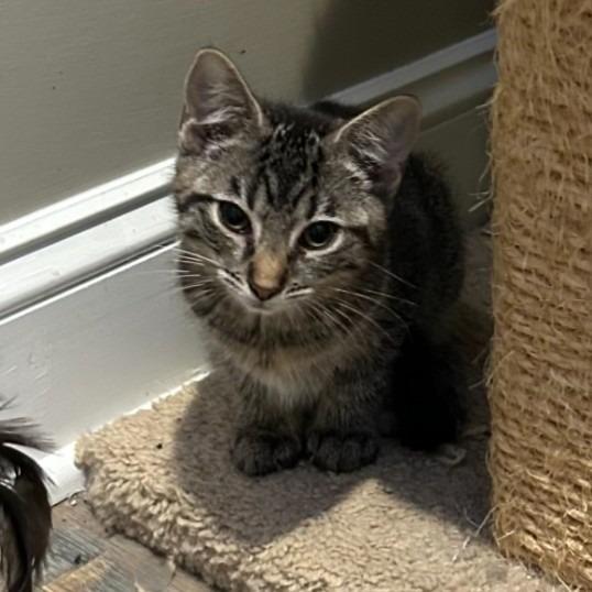 Enlarge Bria26, a Adoptable mixed breed in Youngsville, NC image 2/2