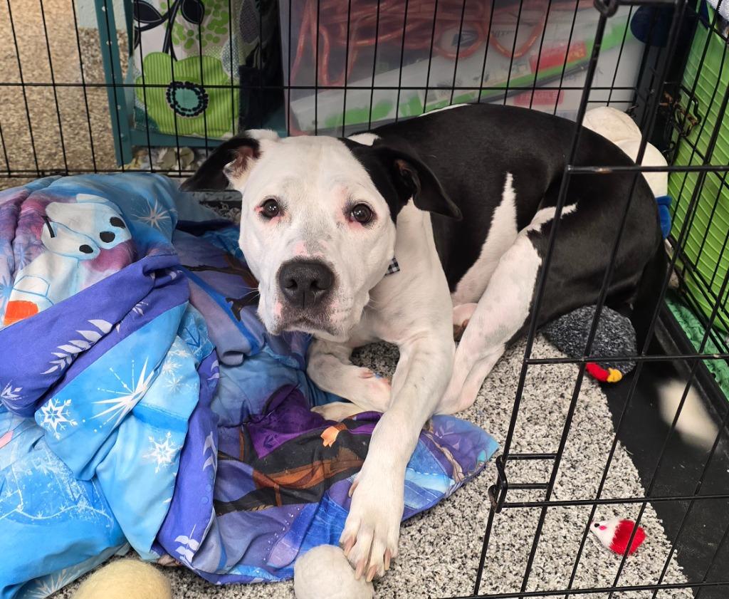 Enlarge Charley, a Adoptable mixed breed in Pratt, KS image 1/2