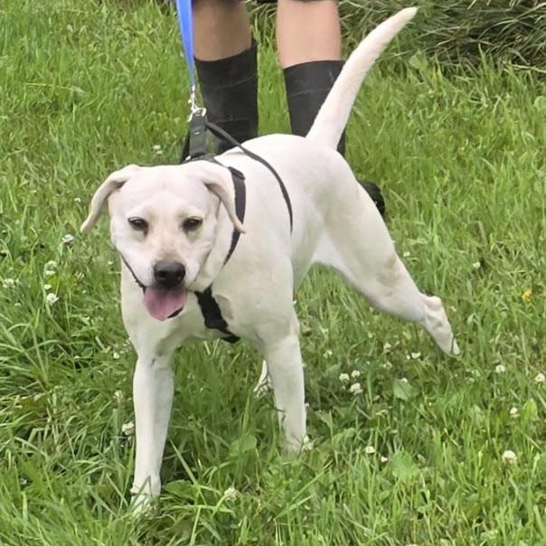 Enlarge Ruth, a Adoptable mixed breed in Watertown, SD image 5/6