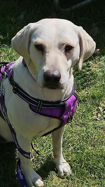 Enlarge Ruth, a Adoptable mixed breed in Watertown, SD image 1/6