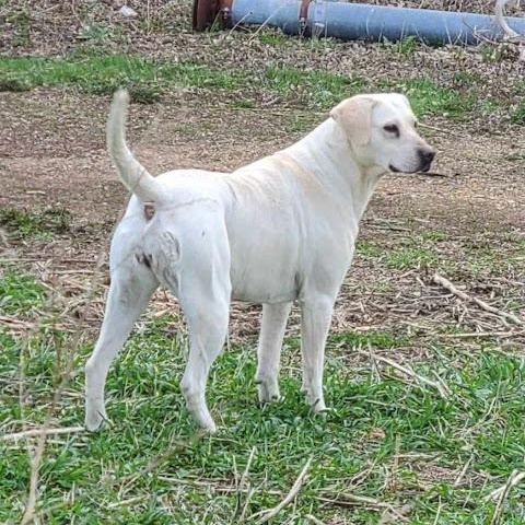 Enlarge Ruth, a Adoptable mixed breed in Watertown, SD image 3/6